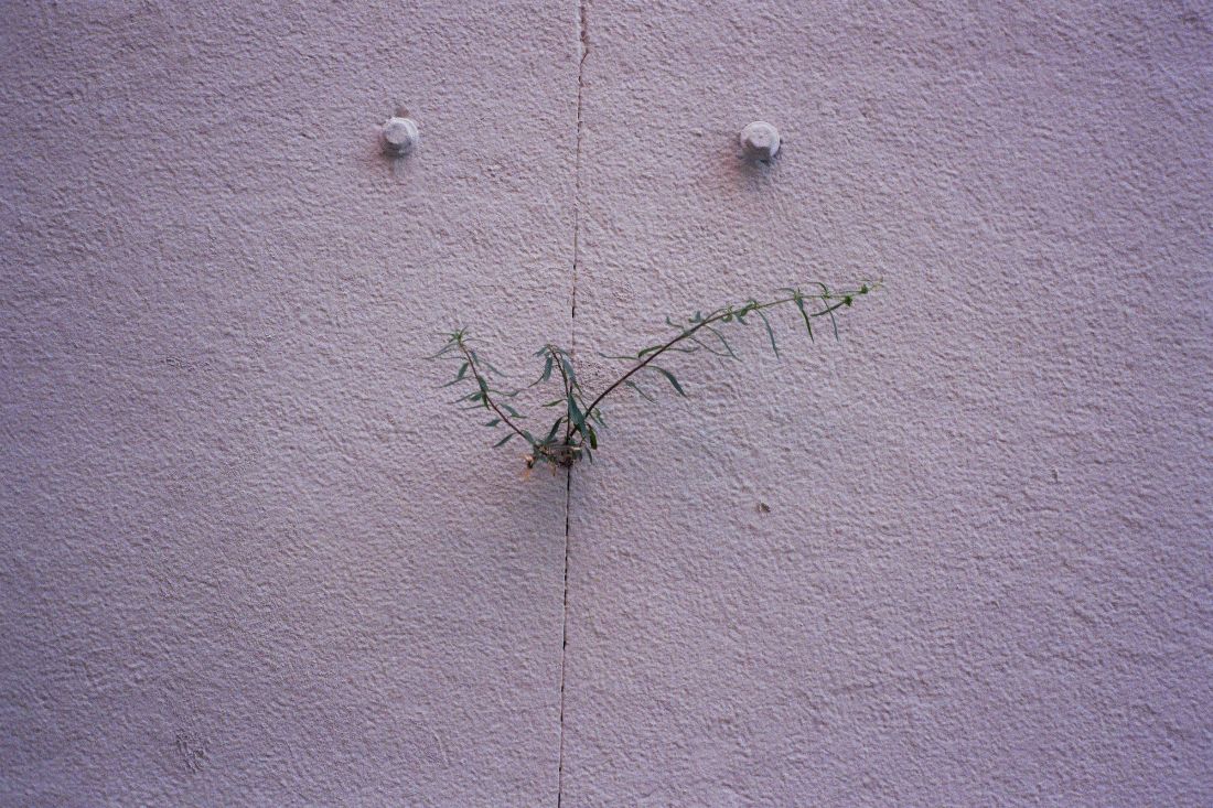 Pflanze, die aus einer Wand wächst